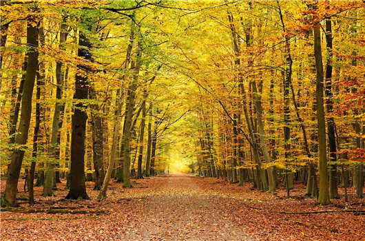 申請移民德國，德國移民有什么好處？